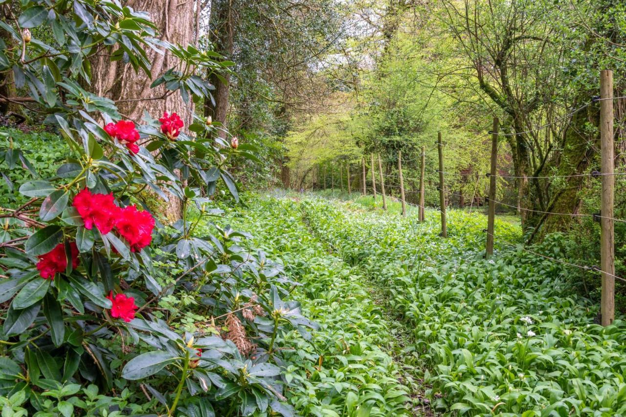 Bed and Breakfast Nutsford House Dulverton Exteriér fotografie